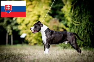 Детальніше про статтю Заводчики та цуценята американського стаффордширського тер’єра в Словаччині