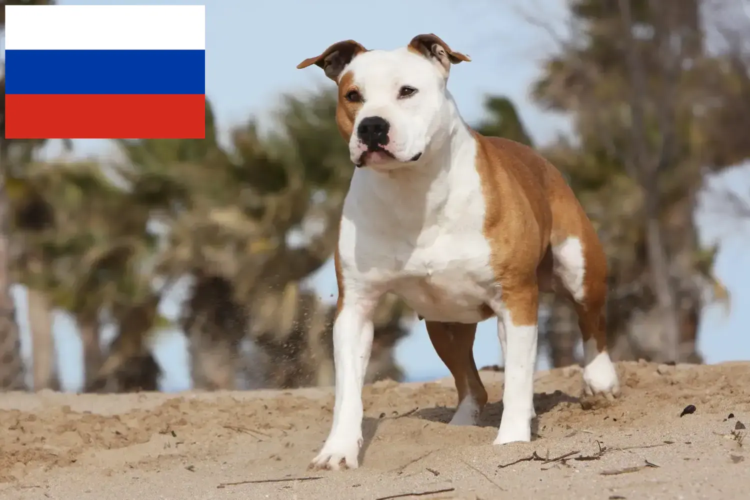 Цуценята та заводчики американського стаффордширського тер'єра Росія Заводчиків американського стаффордширського тер'єра в Росії можна знайти тут.