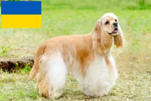 Детальніше про статтю Заводчики та цуценята американського кокер-спанієля в Україні