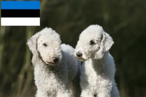 Детальніше про статтю Заводчики і цуценята бедлінгтон-тер’єра в Естонії
