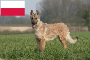 Детальніше про статтю Заводчик бельгійської вівчарки та цуценята в Польщі