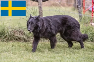 Детальніше про статтю Заводчик бельгійської вівчарки та цуценята у Швеції