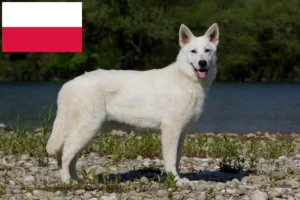 Детальніше про статтю Заводчик білої швейцарської вівчарки та цуценята в Польщі