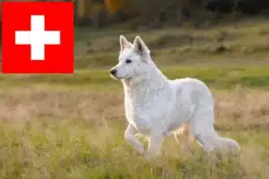 Детальніше про статтю Заводчики та цуценята білої швейцарської вівчарки у Швейцарії