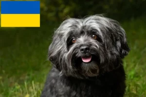 Детальніше про статтю Заводчики і цуценята болонки цвєтної в Україні
