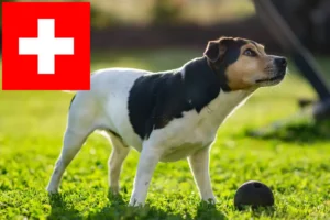 Детальніше про статтю Дансько-шведські заводчики фермерських собак та цуценята у Швейцарії