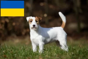 Детальніше про статтю Заводчики та цуценята джек рассел в Україні