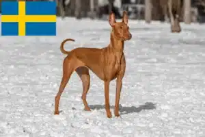 Детальніше про статтю Заводчики та цуценята фараонових хортів у Швеції