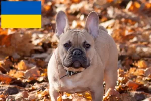 Детальніше про статтю Заводчики та цуценята французьких бульдогів в Україні