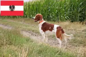 Детальніше про статтю Заводчики та цуценята ірландського червоного і білого сеттера в Австрії