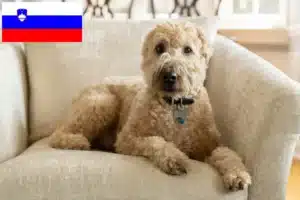 Детальніше про статтю Заводчики та цуценята ірландського м’якого породистого пшеничного тер’єра в Словенії