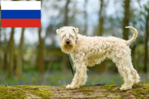 Детальніше про статтю Заводчики та цуценята ірландського м’якого породистого пшеничного тер’єра в Росії