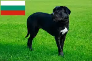 Детальніше про статтю Заводчики і цуценята кане-корсо італьяно у Болгарії