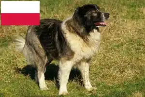 Детальніше про статтю Заводчик кавказьких вівчарок та цуценята в Польщі