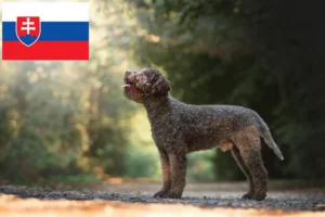 Детальніше про статтю Заводчики і цуценята лаготто романьоло у Словаччині