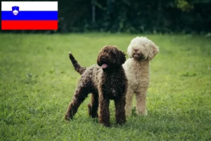 Детальніше про статтю Заводчики та цуценята лаготто романьоло у Словенії