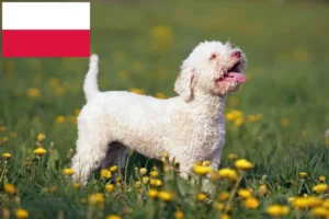 Детальніше про статтю Заводчики і цуценята лаготто романьоло в Польщі