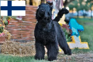 Детальніше про статтю Заводчик російського чорного тер’єра та цуценята у Фінляндії