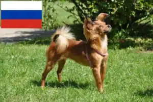 Детальніше про статтю Заводчики та цуценята російського той-тер’єра в Росії