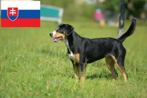Детальніше про статтю Заводчик гірських собак Ентлебух та цуценята у Словаччині