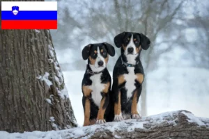 Детальніше про статтю Заводчик гірських собак Ентлебух і цуценята в Словенії