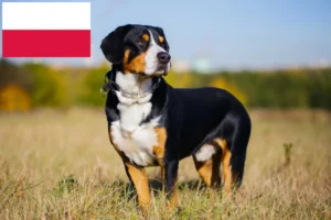 Детальніше про статтю Заводчик гірських собак Ентлебух та цуценята в Польщі