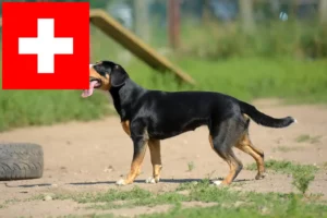 Детальніше про статтю Заводчики і цуценята гірських собак Ентлебух у Швейцарії