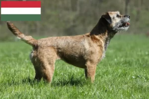 Детальніше про статтю Заводчики та цуценята бордер-тер’єрів в Угорщині