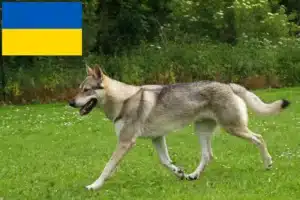 Детальніше про статтю Заводчики та цуценята чехословацького вовкодава в Україні