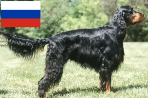Детальніше про статтю Заводчики і цуценята гордон-сеттера в Росії