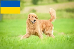 Детальніше про статтю Заводчики та цуценята голден ретриверів в Україні
