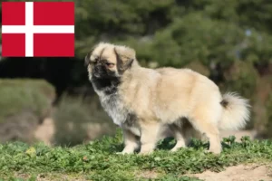 Детальніше про статтю Заводчики та цуценята тибетського спанієля в Данії