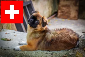 Детальніше про статтю Заводчики та цуценята тибетського спанієля у Швейцарії