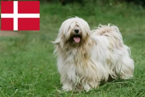Детальніше про статтю Заводчики тибетських тер’єрів і цуценята в Данії