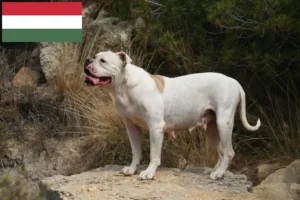 Детальніше про статтю Заводчики та цуценята американських бульдогів в Угорщині