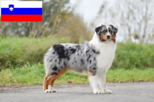 Детальніше про статтю Заводчики австралійських вівчарок і цуценята в Словенії