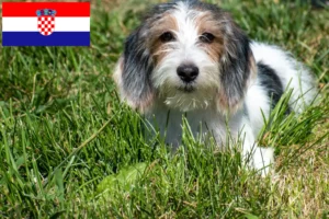 Детальніше про статтю Заводчики і цуценята Petit Baset Griffon Vendéen у Хорватії