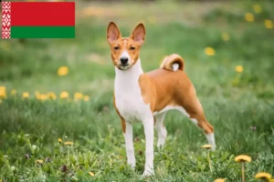 Детальніше про статтю Заводчики та цуценята басенджи в Білорусі