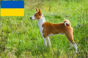 Детальніше про статтю Заводчики та цуценята басенджи в Україні