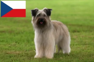Детальніше про статтю Заводчики та цуценята бержер де піренейського дога в Чехії