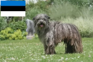 Детальніше про статтю Заводчики та цуценята бержер де піренейського дога в Естонії