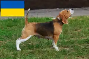 Детальніше про статтю Заводчики та цуценята біглів в Україні