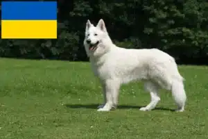 Детальніше про статтю Заводчик білої швейцарської вівчарки та цуценята в Україні