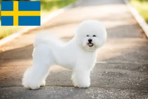 Детальніше про статтю Заводчики та цуценята бішон фрізе у Швеції