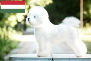 Детальніше про статтю Заводчики і цуценята бішон фрізе в Угорщині