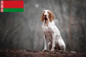 Детальніше про статтю Заводчики і цуценята бракко італьяно в Білорусі