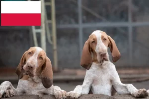 Детальніше про статтю Заводчики та цуценята бракко італьяно у Польщі