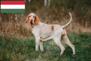Детальніше про статтю Заводчики і цуценята бракко італьяно в Угорщині