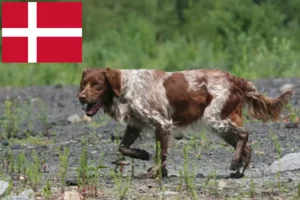 Детальніше про статтю Заводчики і цуценята бретонського епаньйола у Данії