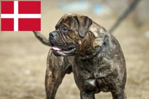 Детальніше про статтю Заводчики та цуценята бульмастифів у Данії